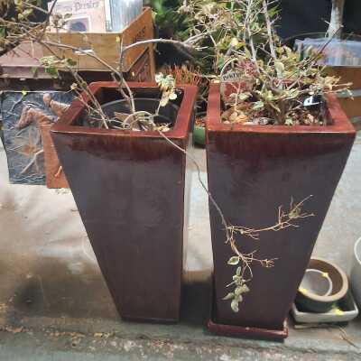 POT PLANTS