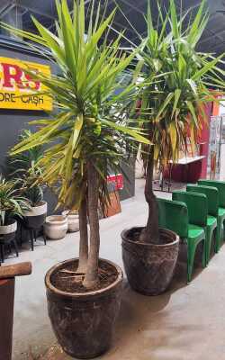 PAIR OF YUCCAS