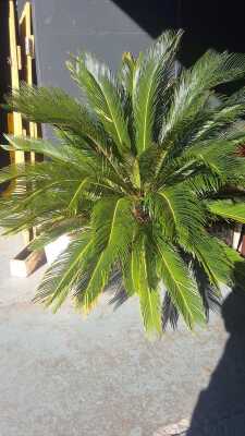 CYCAD