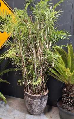 BAMBOO