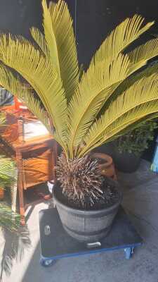 CYCAD