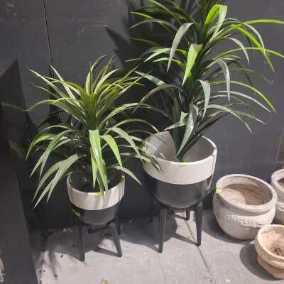 INDOOR PLANTS