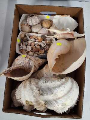 SEASHELLS