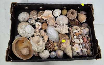 BEACHCOMBERS LOT