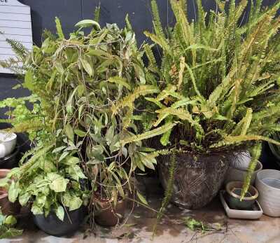 POTTED PLANTS