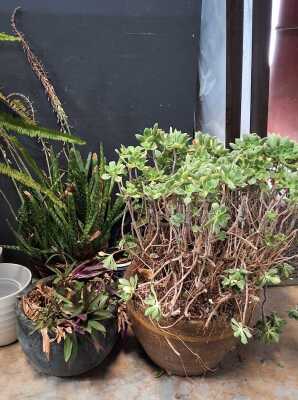 POTTED SUCCULENTS