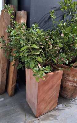 POTTED VIBURNUM