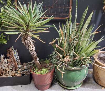 SNAKE PLANT AND YUCCA