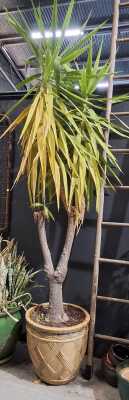 LARGE YUCCA