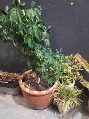 PLANTS