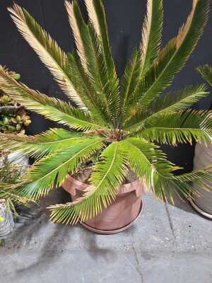 CYCAD