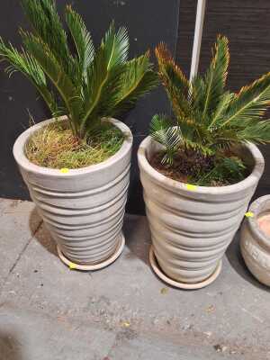CYCADS