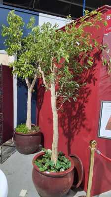TWO FICUS