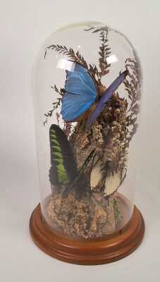 BUTTERFLY DISPLAY