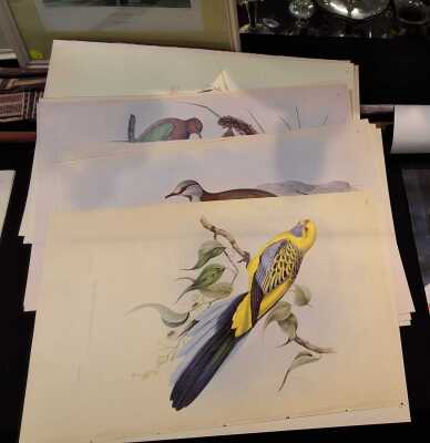 JOHN GOULD PRINTS