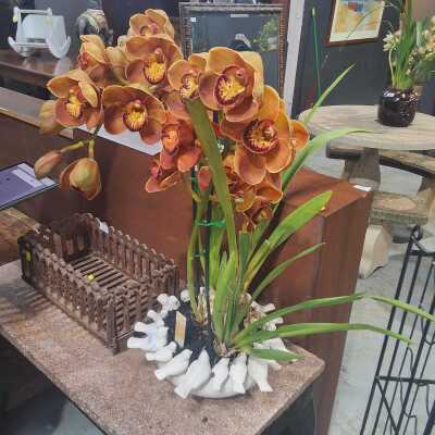 ORCHIDS