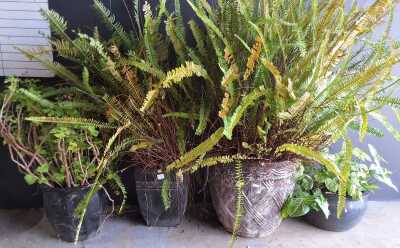 POTTED PLANTS