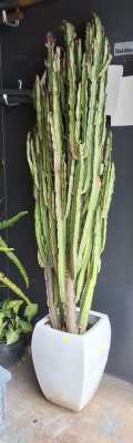 MATURE EUPHORBIA