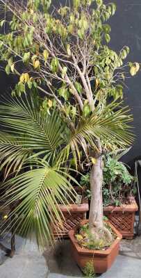 POTTED PLANTS