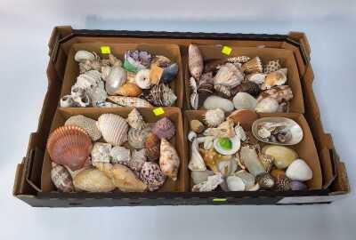 SEASHELLS