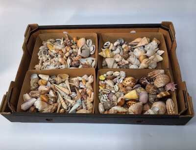 SHELLS SHELLS SHELLS!