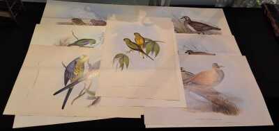 JOHN GOULD PRINTS