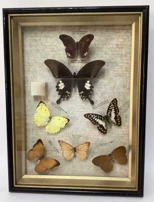 INSECT SPECIMENS