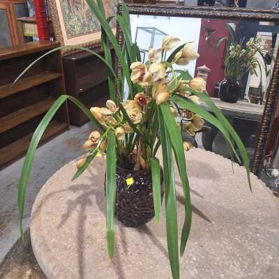 ORCHID