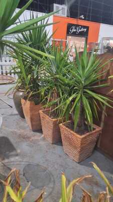POTTED PLANTS