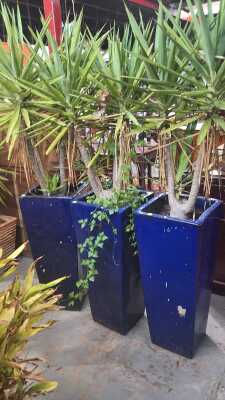POTTED PLANTS