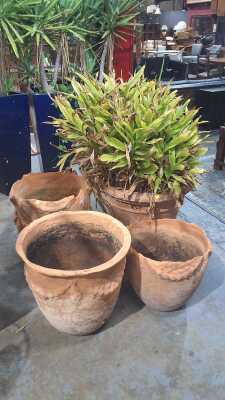 POTTED PLANTS