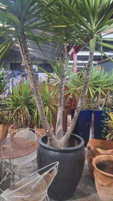 POTTED PLANT