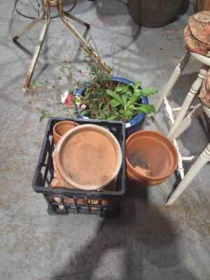 GARDEN POTS
