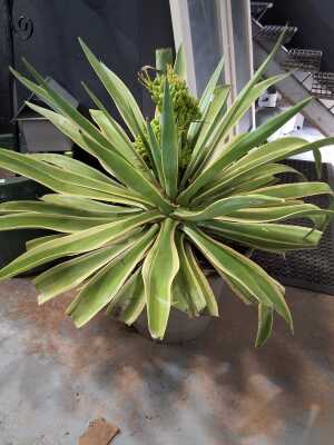 AGAVE