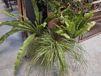 POTTED PLANTS