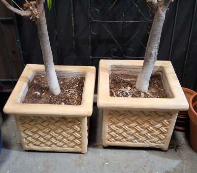 PLANTERS