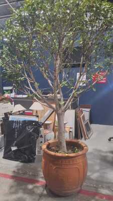POTTED PLANT