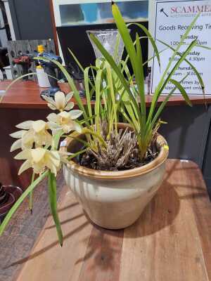 ORCHID
