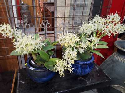 POTTED PLANTS