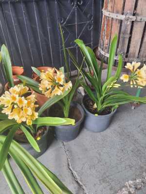 CLIVIA