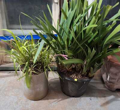 POTTED PLANTS