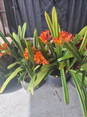 CLIVIA