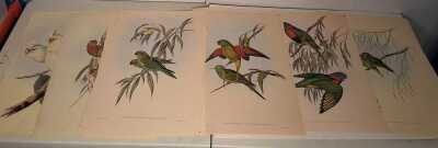 JOHN GOULDS PARROTS