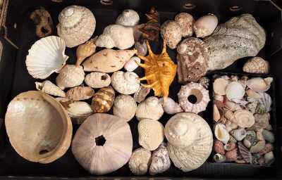BEACHCOMBERS LOT