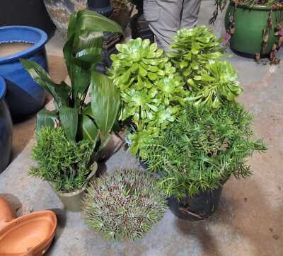 POT PLANTS