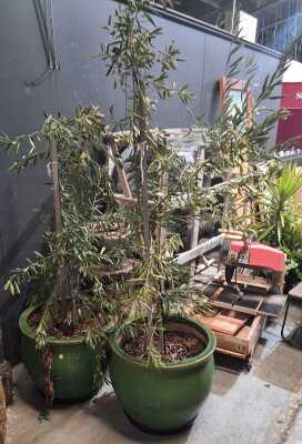 OLIVE TREES