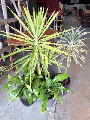 PLANTS