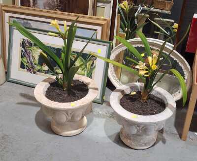 POT PLANTS