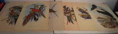 JOHN GOULD PRINTS