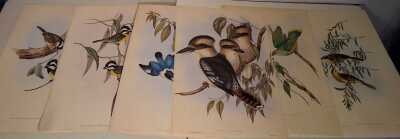 JOHN GOULD PRINTS